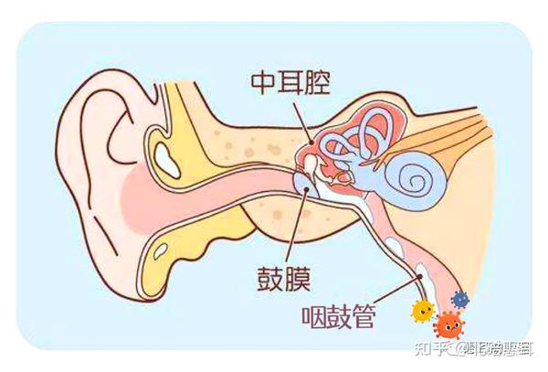 阳了之后预防中耳炎不能大意! - 知乎