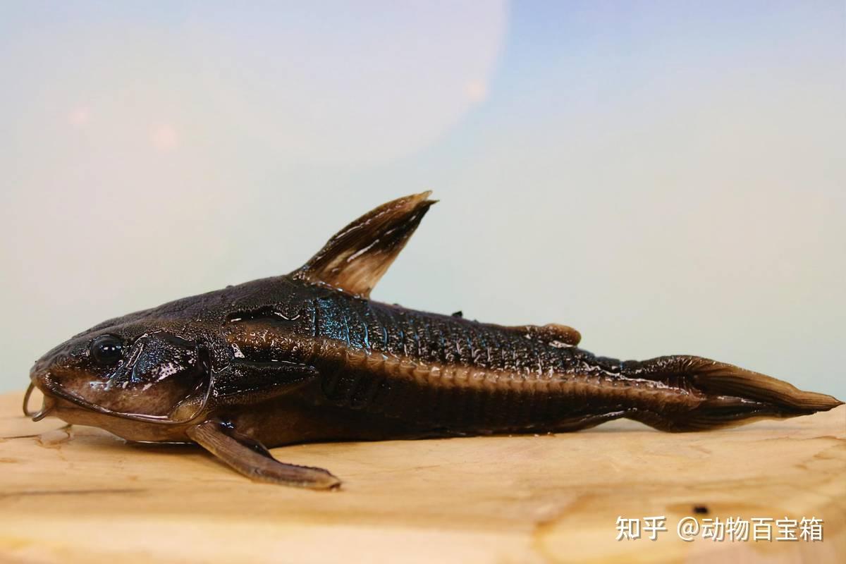 都說鯰魚是最髒的魚,為何會這樣呢?鯰魚到底是不是垃圾魚? - 知乎