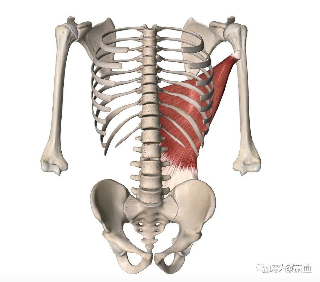 盆底｜骨盆周围肌肉 - 知乎