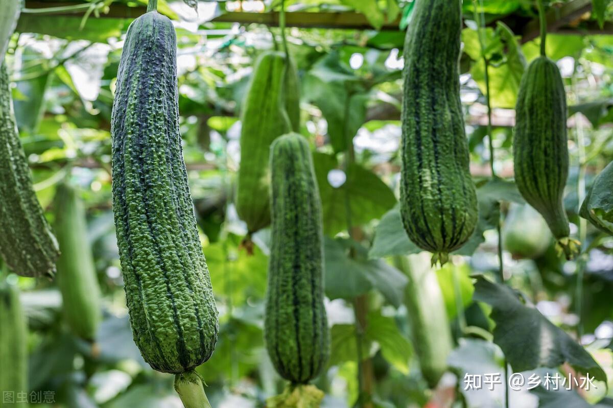 丝瓜到了开花结果期,记得做好4件事,结瓜一茬接一茬 - 知乎