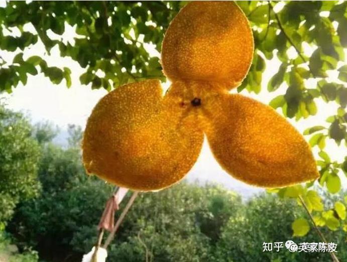 青皮/二红皮/大红皮哪种更适合家庭收藏?——#英家陈皮 - 知乎