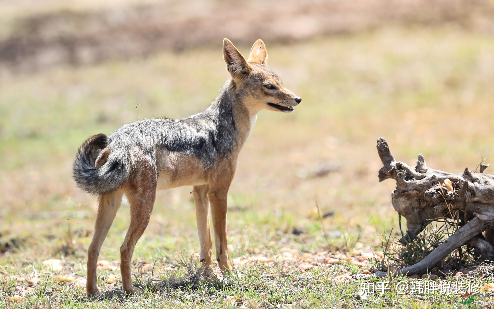 有何可怕之处? - 知乎