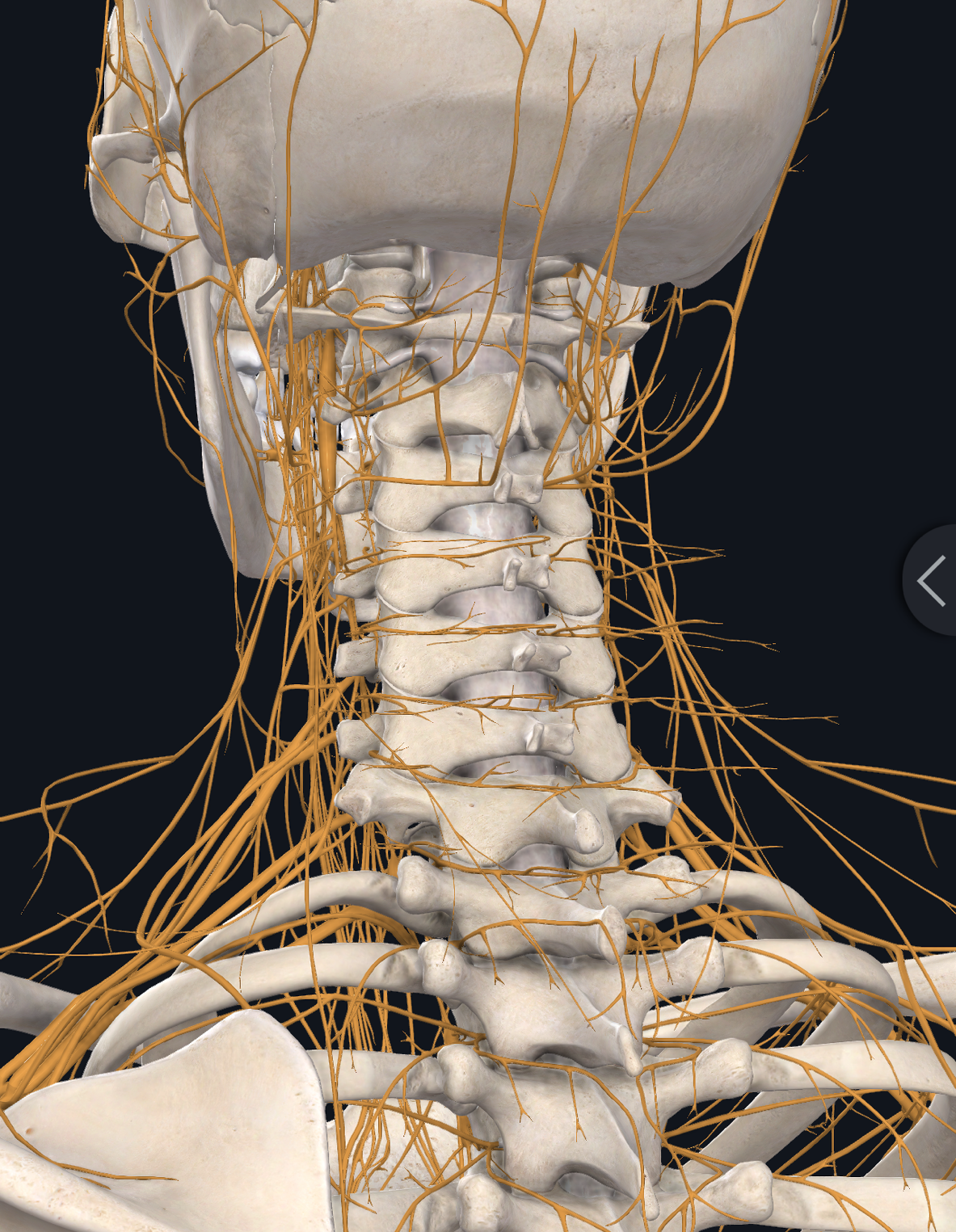 颈椎神经分布图高清图图片