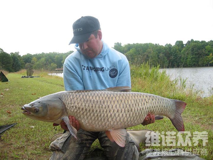 養脆肉鯇魚用什麼料好便宜的魚飼料配方關鍵