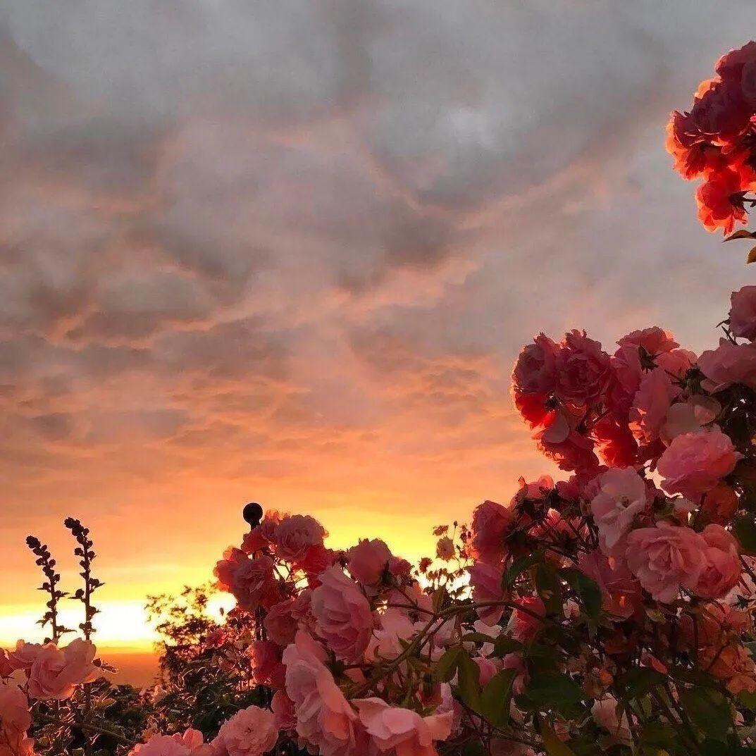 盘点那些ins鲜花背景图