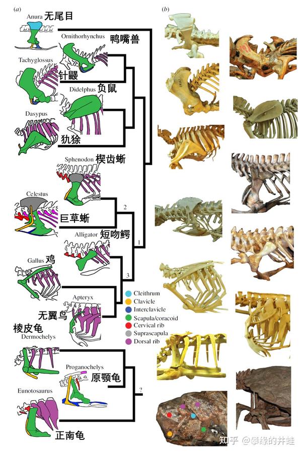 【地球演义】第二百七十七回 龟虽寿1：指破鼍龙壳 - 知乎