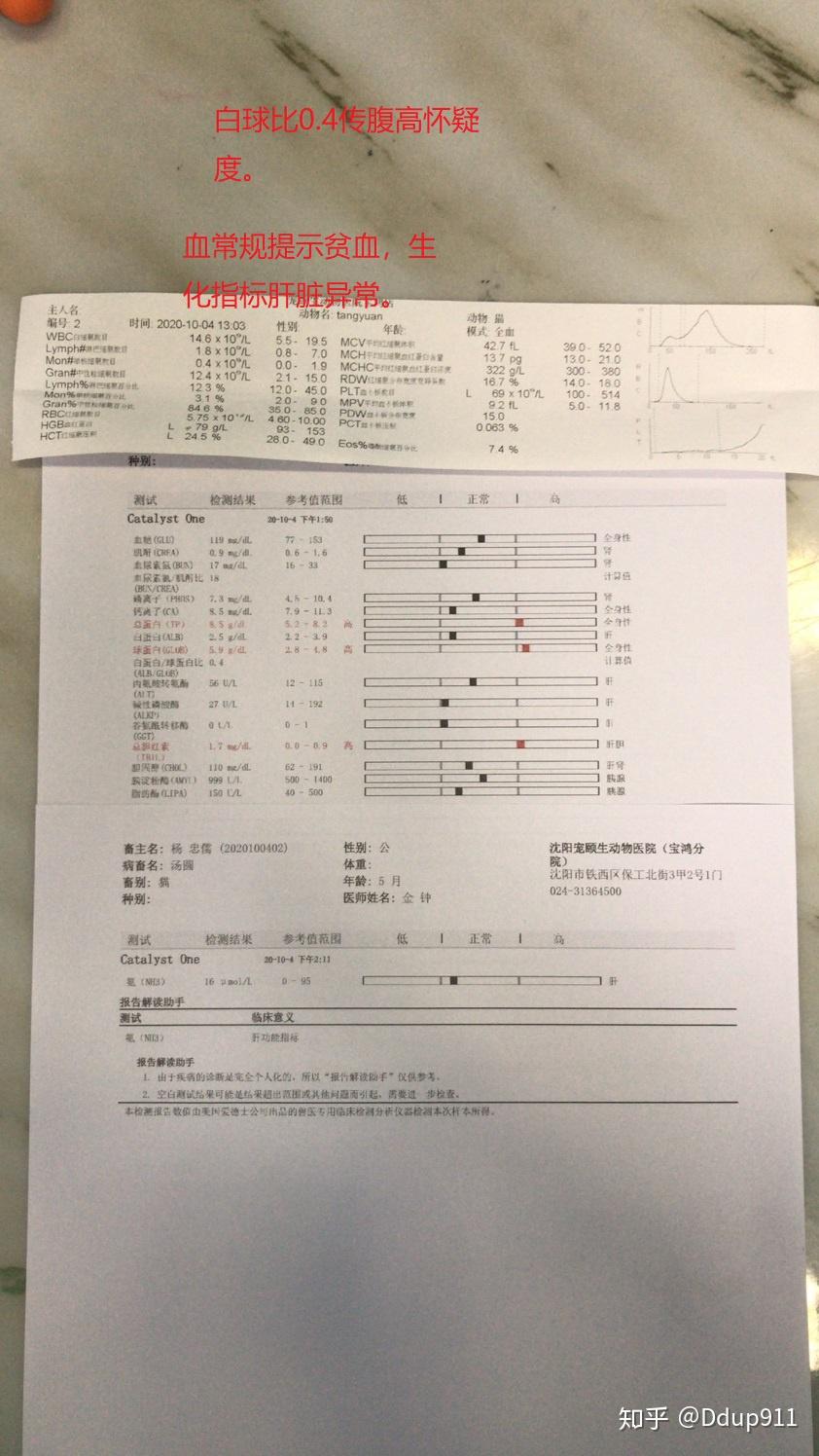 一例高怀疑度猫传染性腹膜炎的诊断