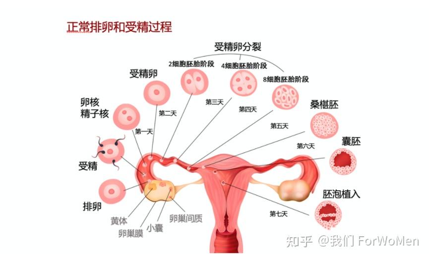 宫外孕的症状和成因