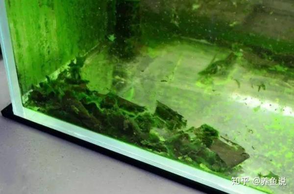 南美短鲷跳缸吗_短鲷缸藻类_养短鲷的缸