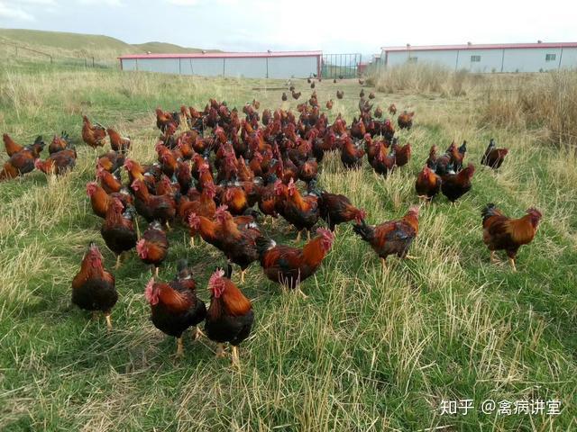 土鸡技术:断喙的利与弊