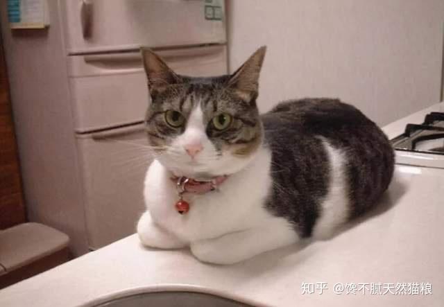 猫咪为什么喜欢“揣手手”？这7个原因很真实了 - 知乎