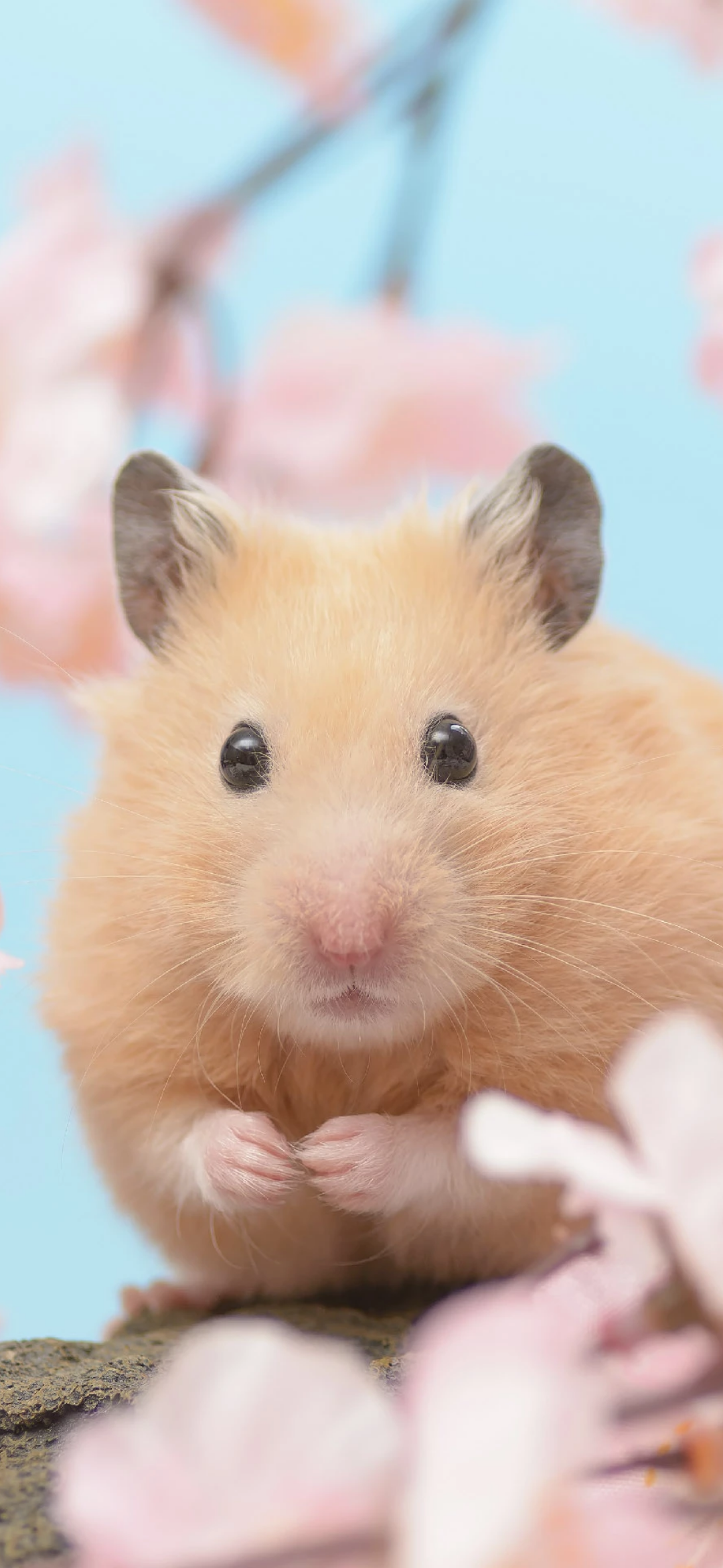 有木有小仓鼠的壁纸或者图片鸭? - 知乎
