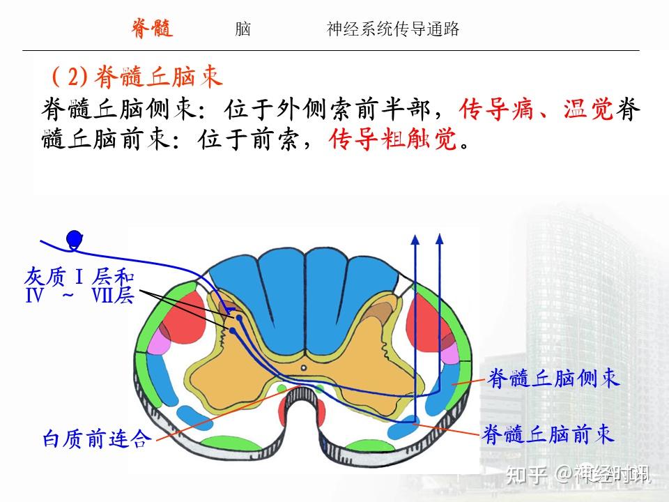 经典PPT | 中枢神经系统【脊髓、脑、神经系统的传导通路】全了 - 知乎