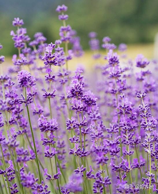 超全的薰衣草品种不一样的紫