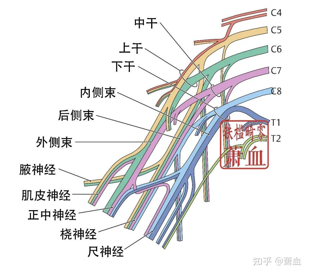周围神经|桡神经 - 知乎