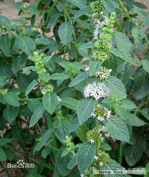 公开一个我预防流感的中医验方并谈谈奥司他韦