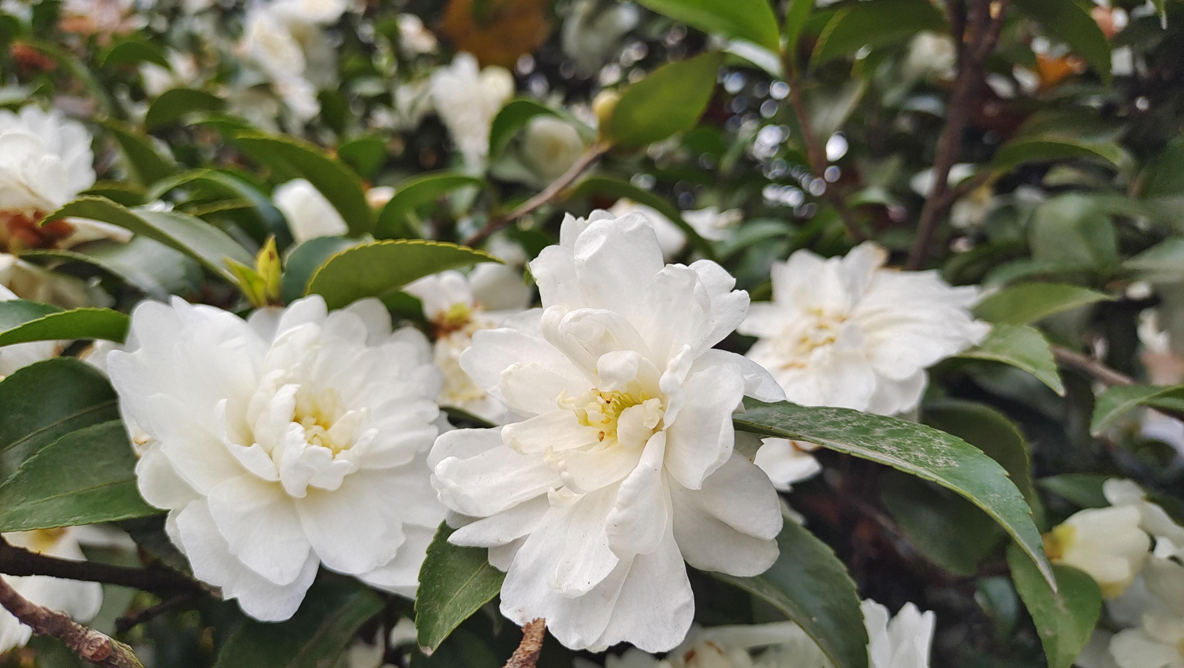 美丽吉安白色茶梅花开曼妙多姿