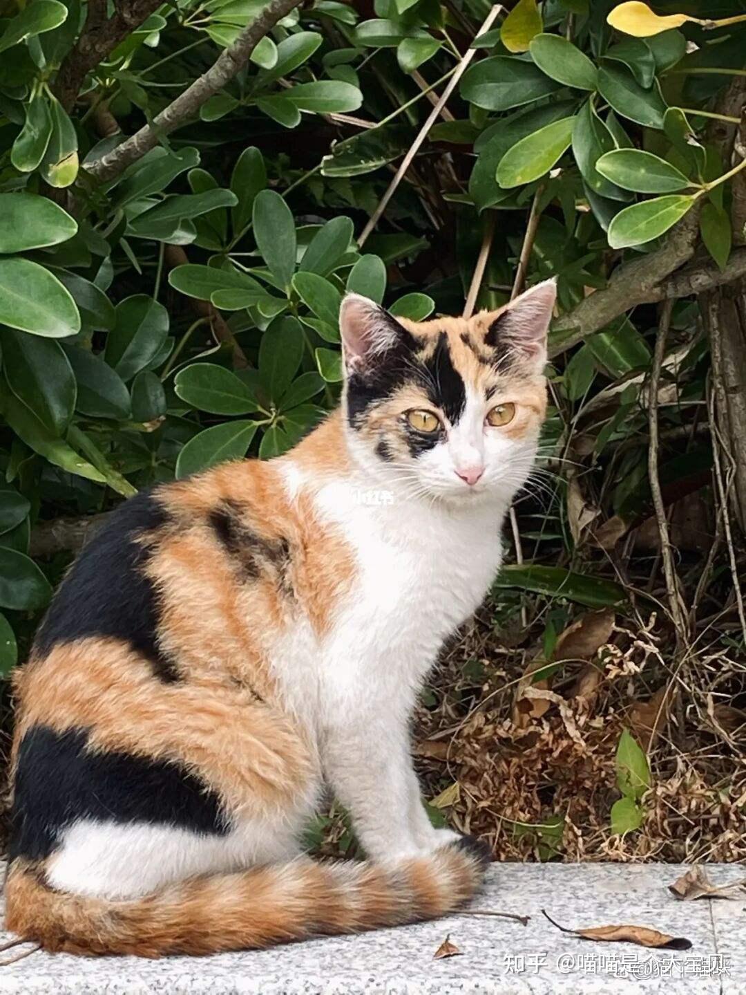 网友半年前收养了一只三花猫后后悔了