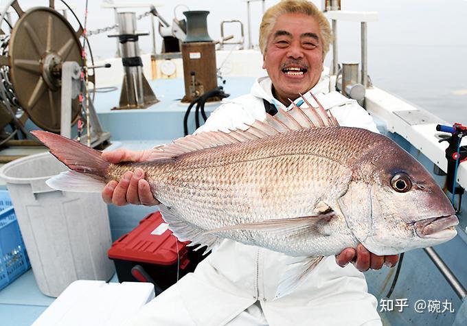 樱花季聊聊名字里带樱的那些鱼们