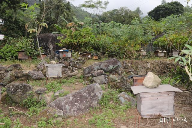 蜂場深山養蜂清澈的溪水山坡上蜂場的路必須經過翻山涉水,車只能開到