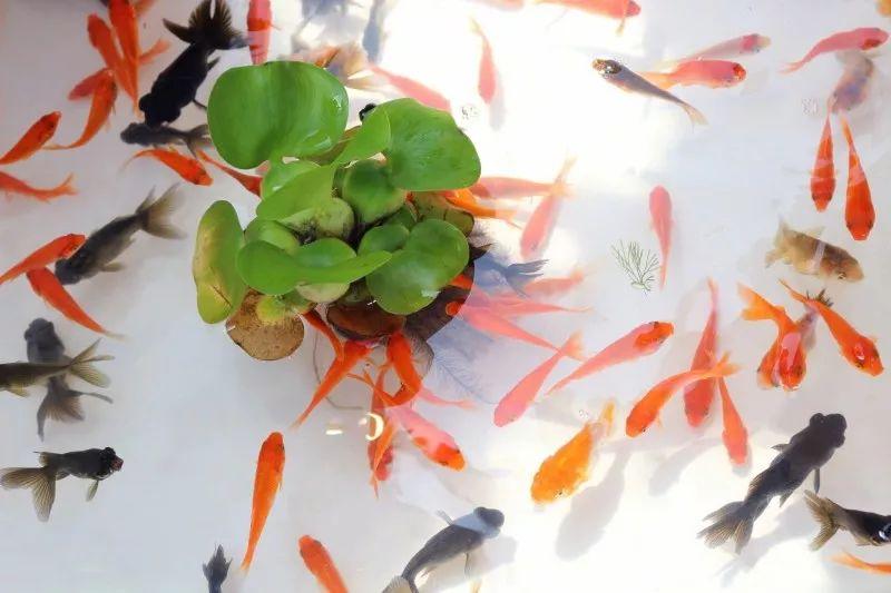 东京夏日祭听说一起去看的男女会终成眷属