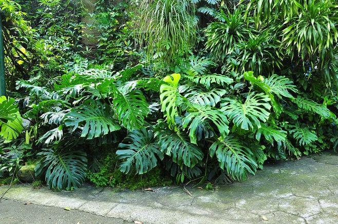 类似龟背竹的绿植是什么 v2-6ab8ee77e5cdbe062288be72e8158518_r.jpg