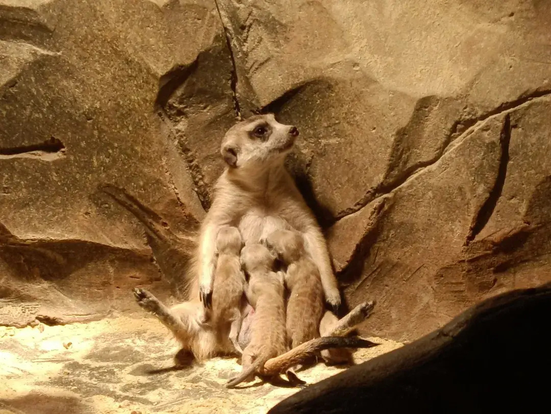 狐獴新生日记小小狐獴初次亮相快来围观