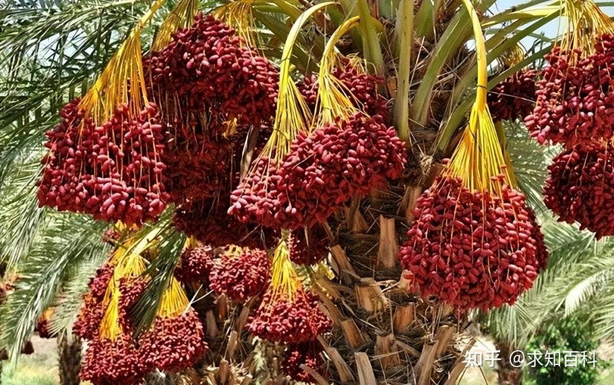 "沙漠黄金"椰枣在我国的忐忑之路