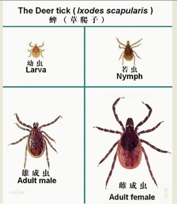 蜱虫泛滥 狗猫怎么办 知乎