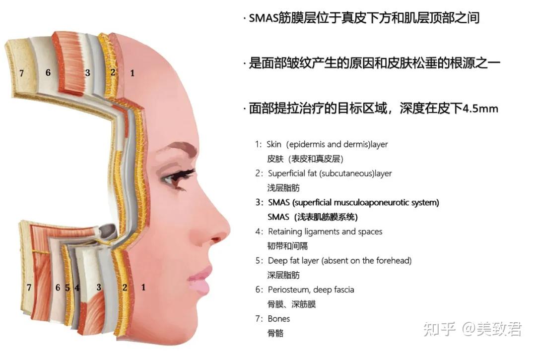 超声皮肤分层结构图图片