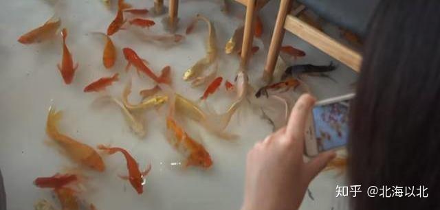 铭万众筹丨在地板上养鱼的锦鲤咖啡厅走红越南最怕顾客有脚气