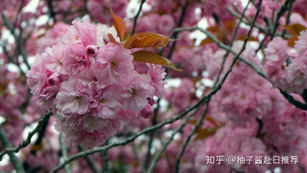 日本樱花的主要品种