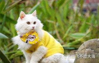 猫咪口角炎传染给猫么 知乎
