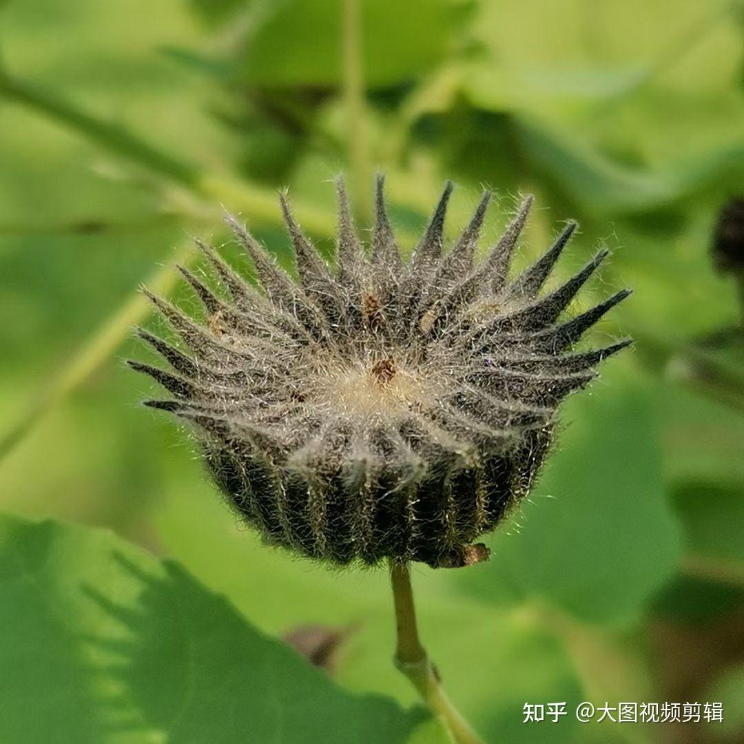 苘[qǐng]麻属植物67磨盘草(学名:abutilon indicum)67一种果实