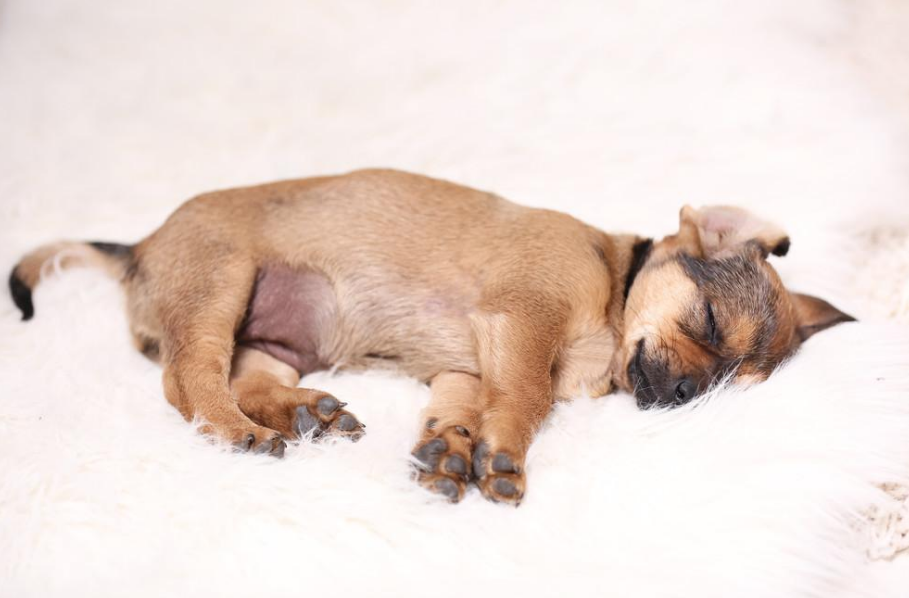 狗狗睡姿大赏8种狗狗睡姿警惕性解析