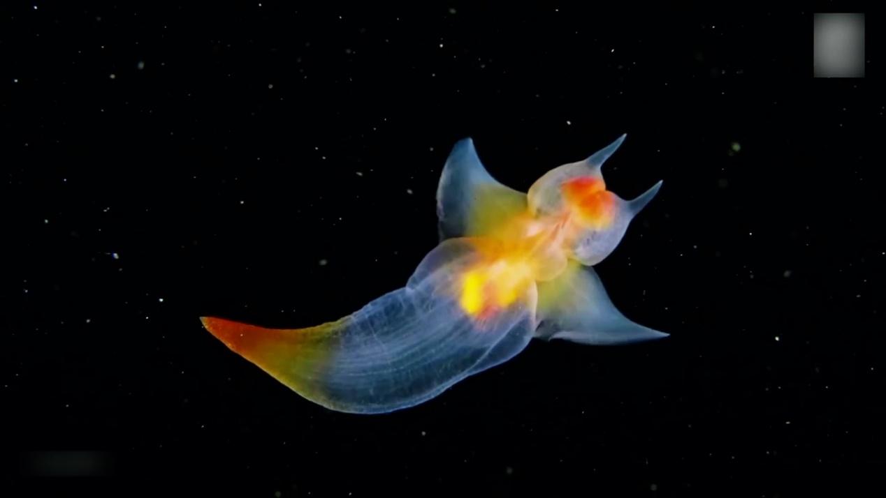 远洋冰海中的猎杀天使:海若螺属【睡前软体动物学99】 - 知乎
