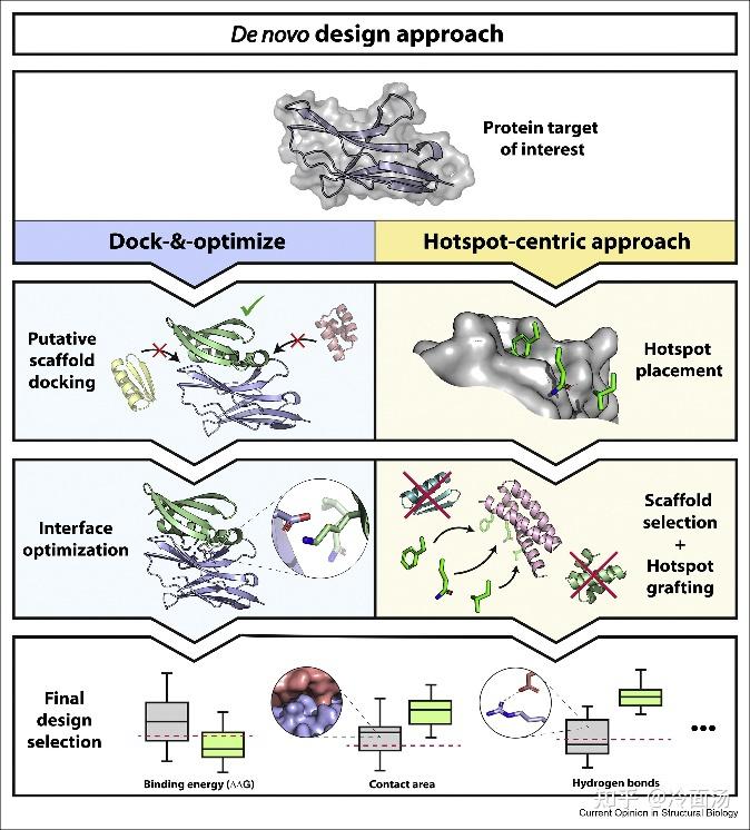 Computational design of novel protein–protein interactions – An ...