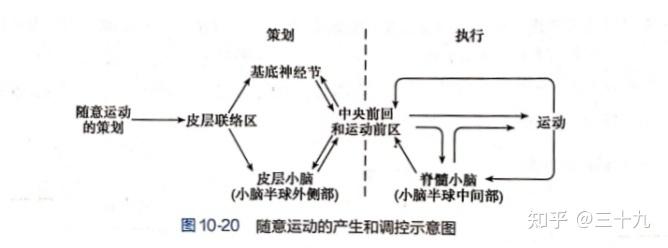 一,运动的中枢调控概述