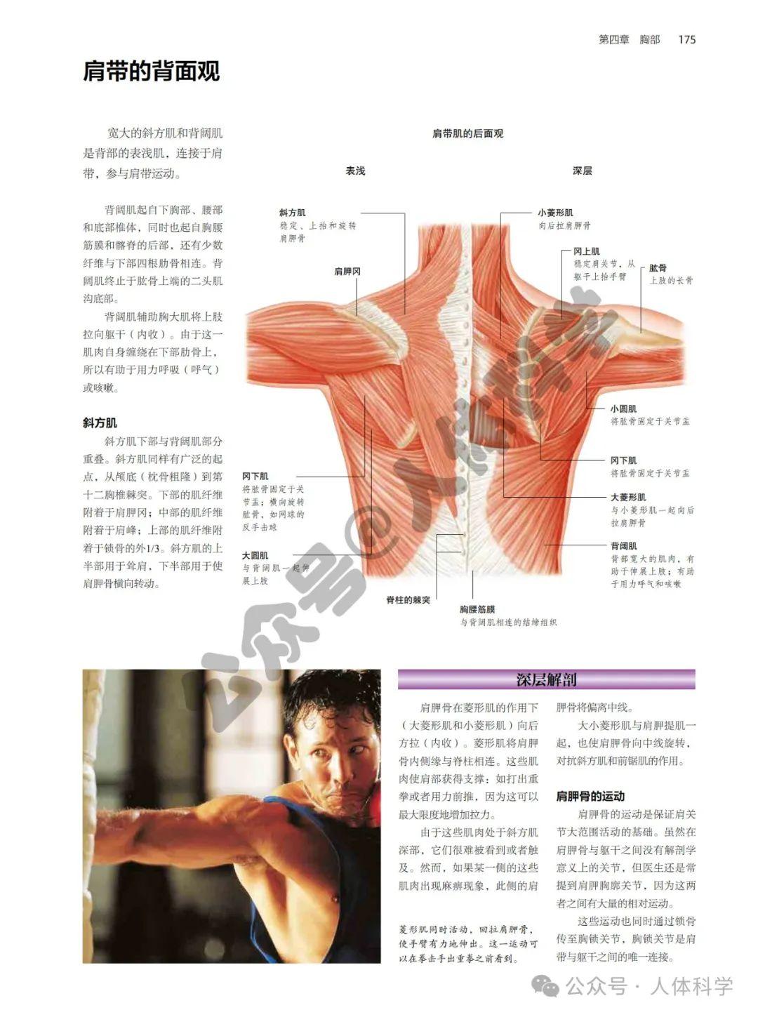 【人体科普】肩背部、胸腹部肌肉骨骼结构解剖图谱 - 知乎
