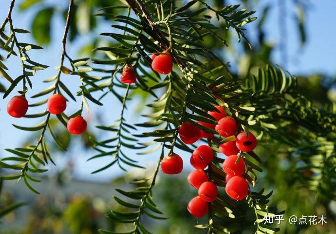 如何种植红豆杉盆栽 v2-6b12deaa9007a98cebcdb81cb314fd8e_r.jpg