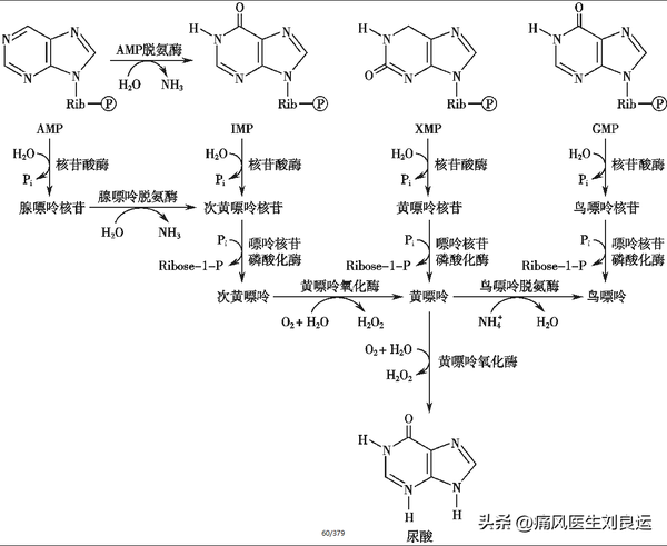 谈痛风就说尿酸，谈尿酸就说嘌呤，我们体内和食物中都有嘌呤 - 知乎