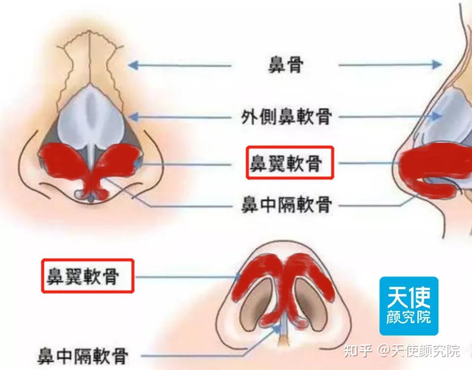 鼻头和鼻尖的位置图片图片