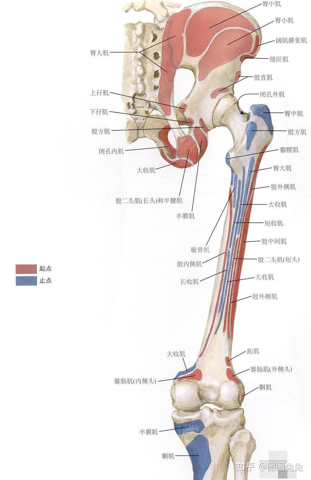 肌肉是附着在骨头上吗又是谁塑造了骨骼呢