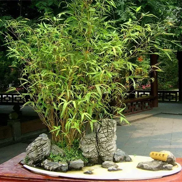 米竹的鉴赏与养护管理 - 知乎