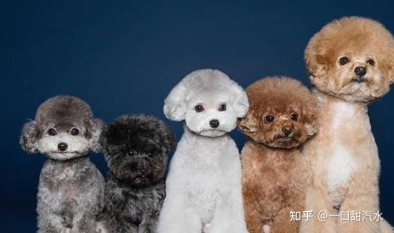 泰迪犬拥有不同的体型,按照大小可分为巨型,标准,迷你型,大家比较常见