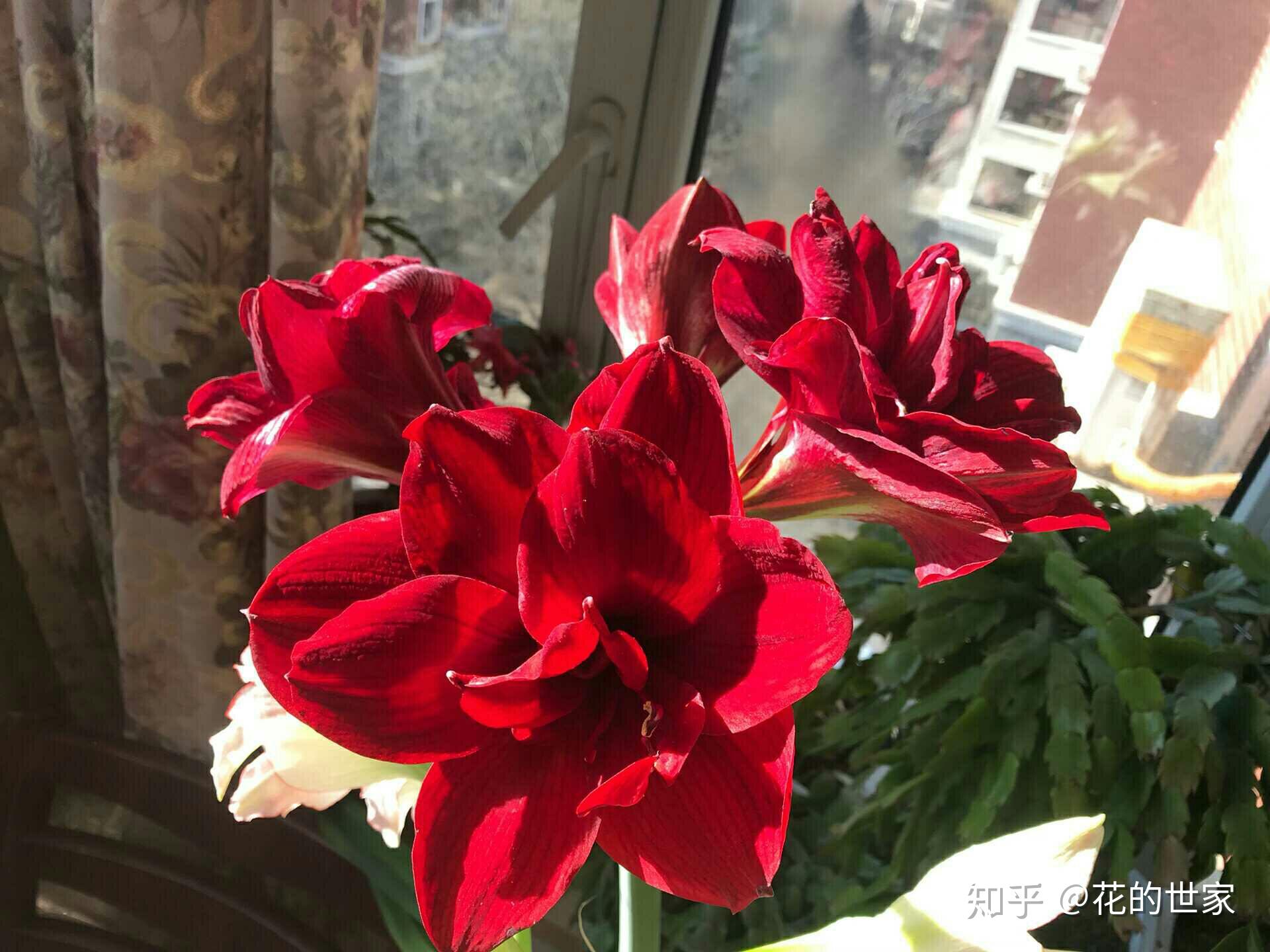 进口重瓣超大朱顶红20米一个百分百成活当年开花实拍开花图品种下图