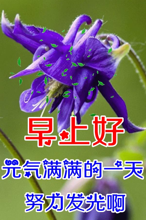 8张最新漂亮早上好图片鲜花带字带祝福语 2022最美春日早安问候祝福鲜花图片带字温馨