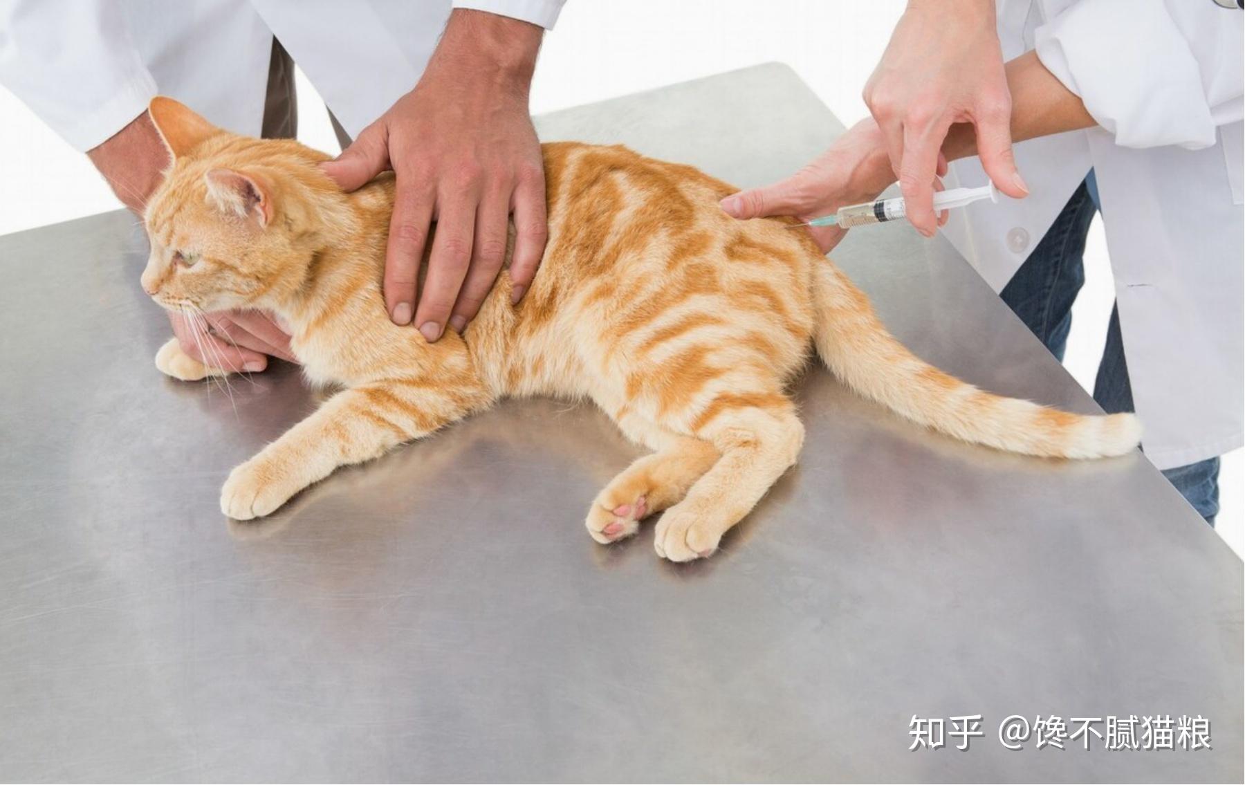 超详细真实干性猫传腹治疗案例分享 - 知乎