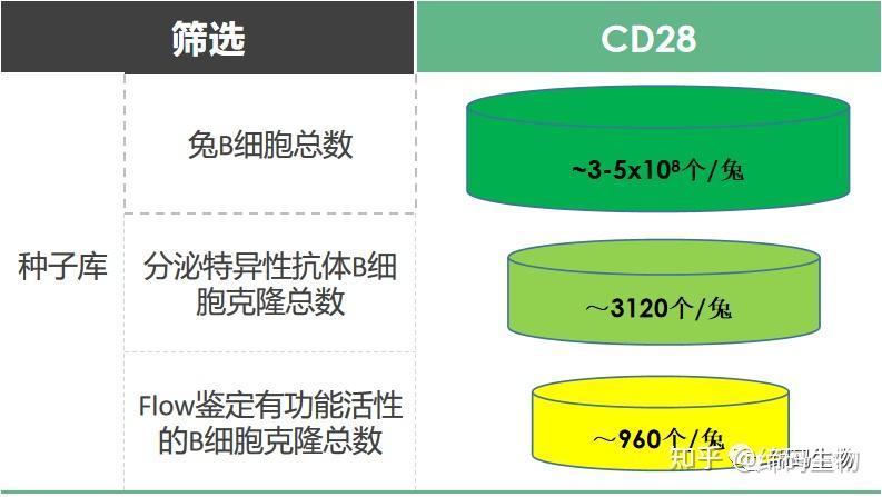 肿瘤免疫靶点 | CD28 - 知乎