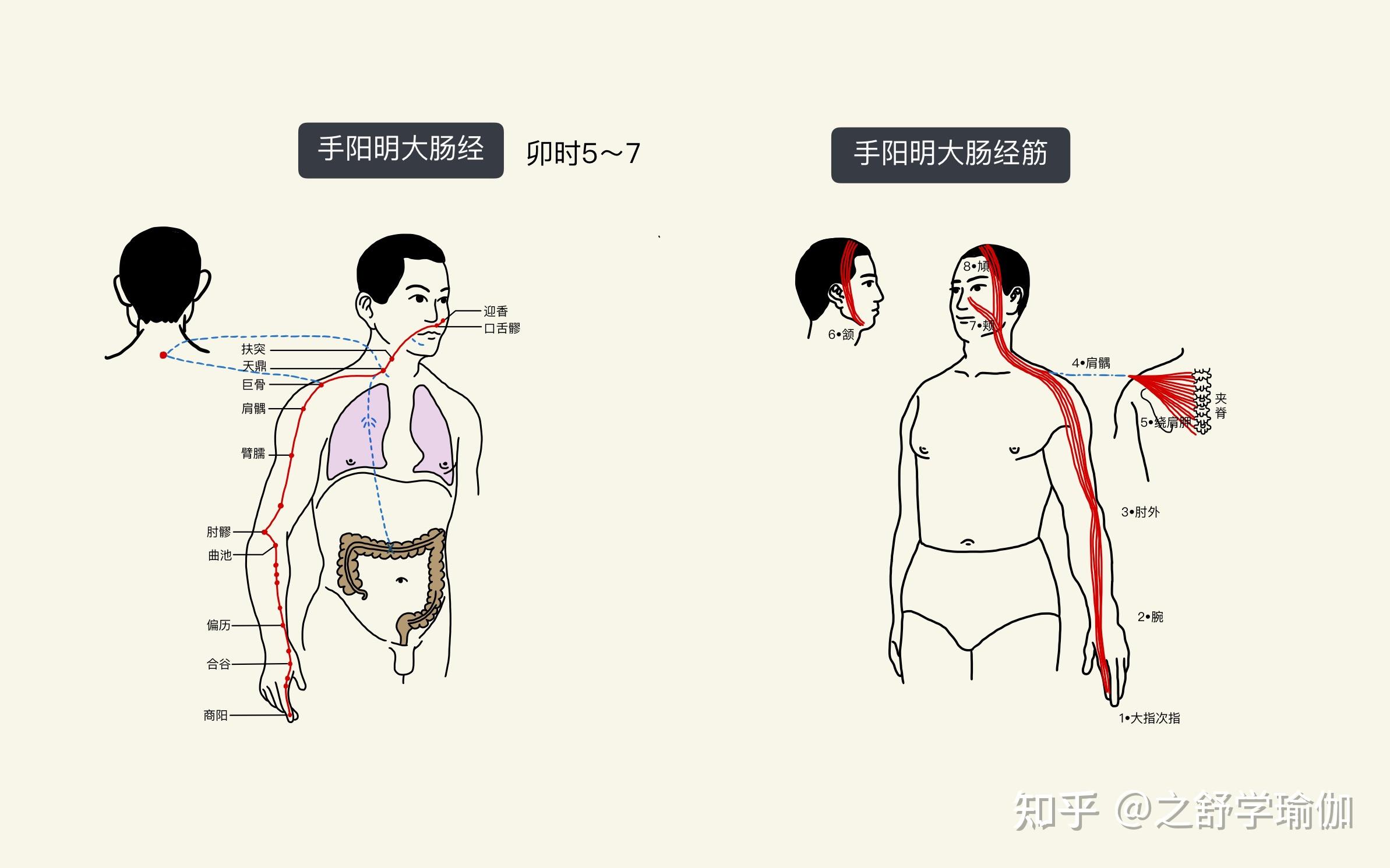 總結一下,瑜伽對於十二經絡的作用